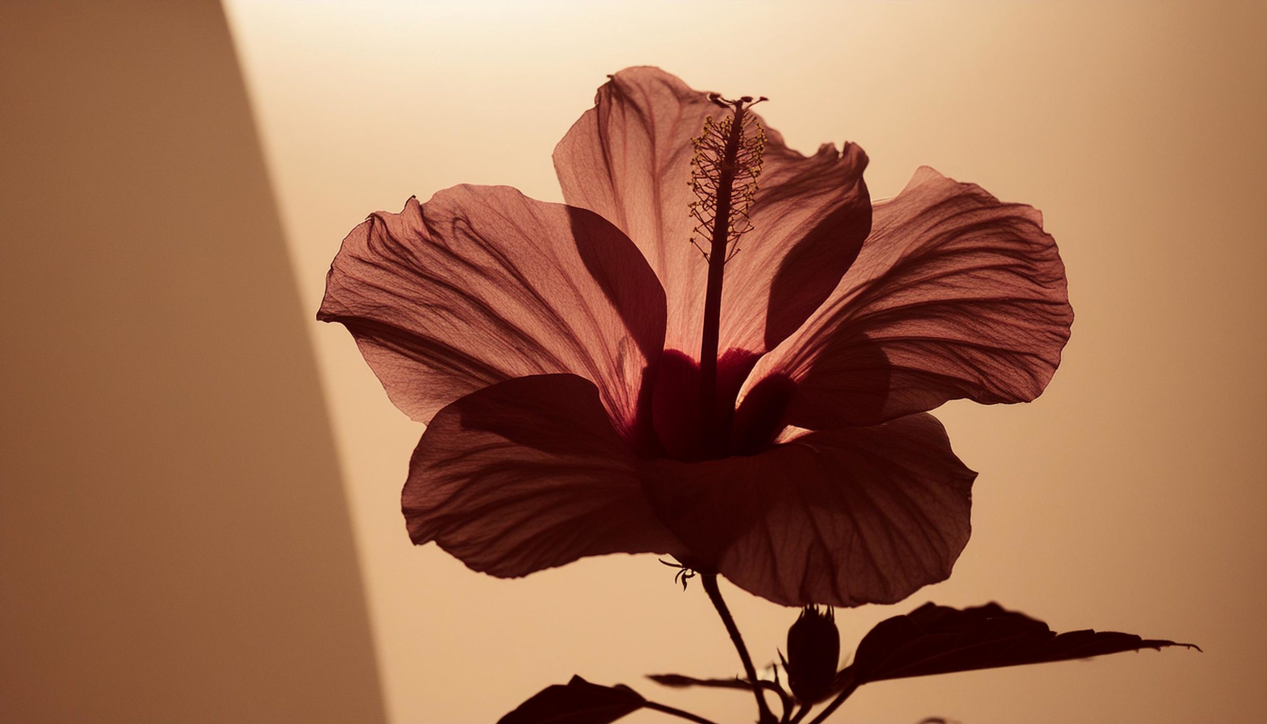 Firefly Dark pink hibiscus flower in a fotostudio; minimalisme; beige background; super close up; dr-2